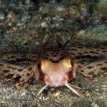 Blue-Ribbon-Dive-Resort-Sabang (9)